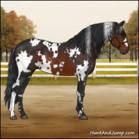 Horse Color:White Spotted Brown 