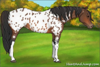 Horse Color:Bay Appaloosa 