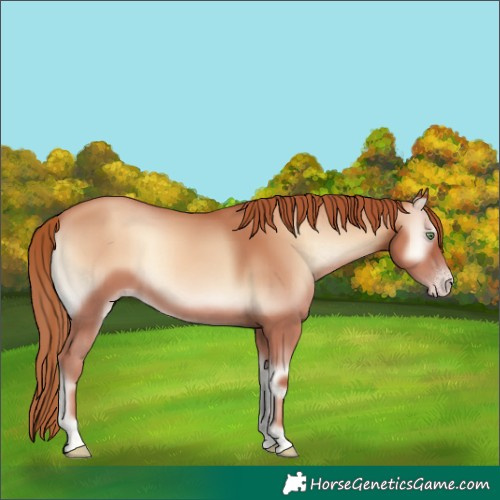 Horse Color:Gold Champagne Onyx 