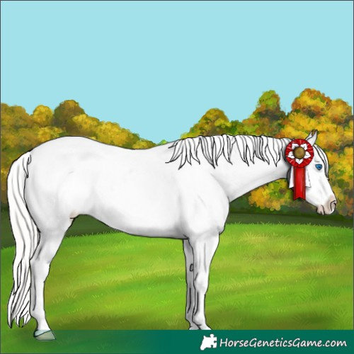 Horse Color:Silver Bay Roan Splash Appaloosa 