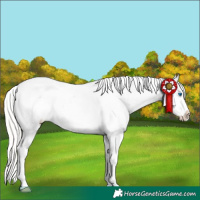 Horse Color:Silver Bay Roan Splash Appaloosa 