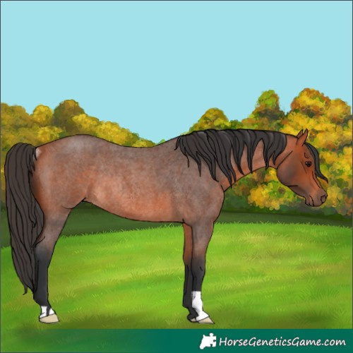 Horse Color:Bay Roan Rabicano 