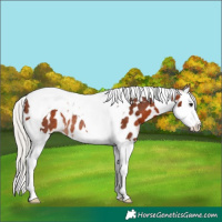 Horse Color:Silver Bay Splash Tobiano Near Leopard Rabicano 