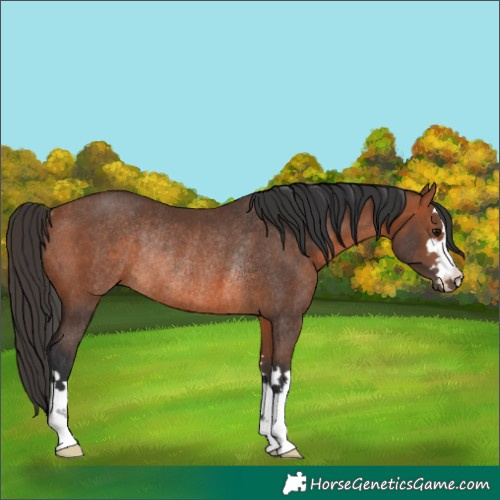 Horse Color:Bay Rabicano 