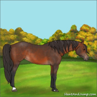 Horse Color:Brown Rabicano 