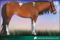 Horse Color:Bay Tobiano 
