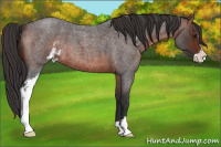 Horse Color:Brown Roan Sabino 