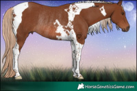 Horse Color:Chestnut Tobiano Rabicano