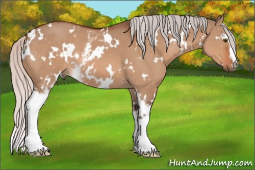 Horse Color:White Spotted Silver Bay Dun 