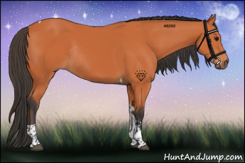 Horse Color:Bay Tobiano Rabicano 