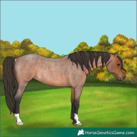 Horse Color:Bay Roan Rabicano 