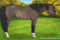 Horse Color:Brown Dun Rabicano 