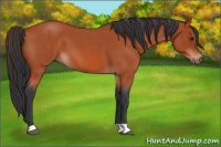 Horse Color:Bay Roan 