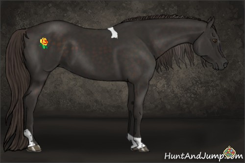 Horse Color:Liver Chestnut Sabino Tobiano 