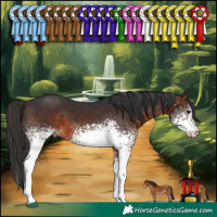 Horse Color:White Spotted Bay 