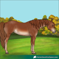 Horse Color:Chestnut 
