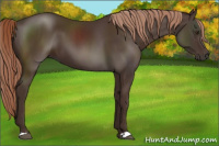 Horse Color:Liver Chestnut 