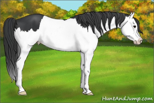 Horse Color:Black Splash 