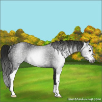 Horse Color:Gray Black Sabino Rabicano 