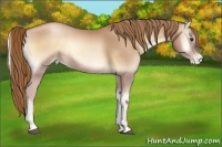 Horse Color:Red Onyx Pearl Rabicano 