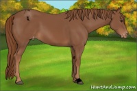 Horse Color:Void Chestnut Appaloosa 