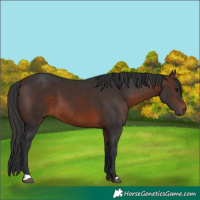 Horse Color:Brown 