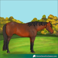 Horse Color:Bay 