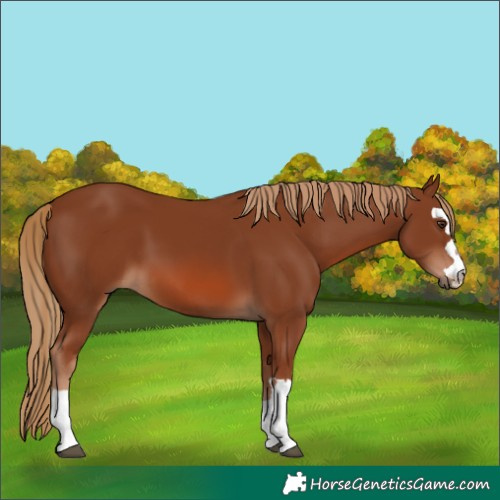 Horse Color:Chestnut 