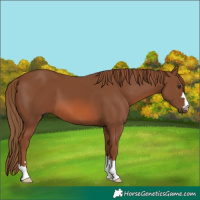 Horse Color:Chestnut 
