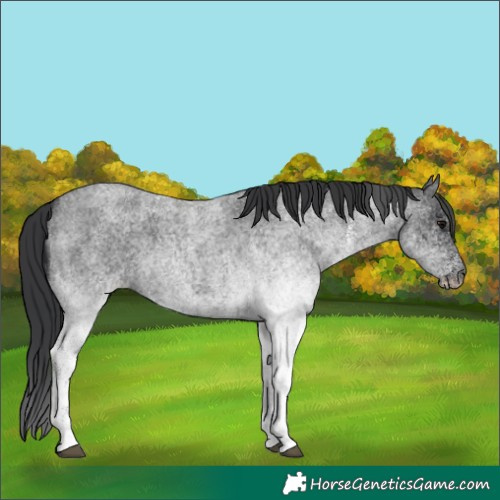 Horse Color:White Spotted Blue Roan 