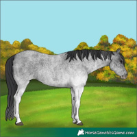 Horse Color:White Spotted Blue Roan 