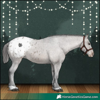 Horse Color:Brown Dun Appaloosa 