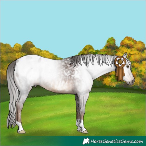 Horse Color:Gray Liver Chestnut Appaloosa 