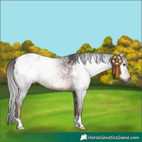 Horse Color:Gray Liver Chestnut Appaloosa