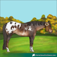 Horse Color:Gray Liver Chestnut Blanket 