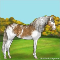Horse Color:White Spotted Chocolate Palomino