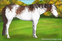 Horse Color:White Spotted Liver Chestnut Rabicano 