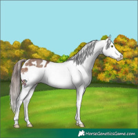 Horse Color:Sable Champagne Splash Frame Appaloosa