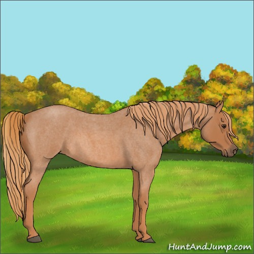 Horse Color:Red Roan