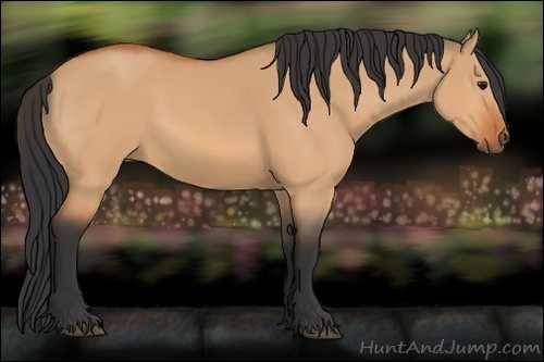 Horse Color:Bay Dun 