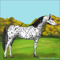 Horse Color:Gray Black Appaloosa 