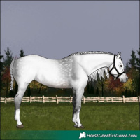 Horse Color:Gray White Spotted Brown 
