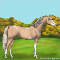Horse Color:Gold Champagne Splash Tobiano
