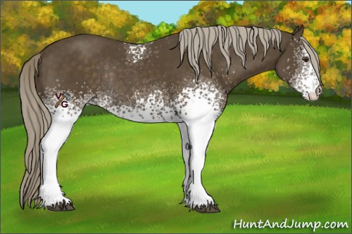 Horse Color:White Spotted Chocolate Palomino Rabicano 