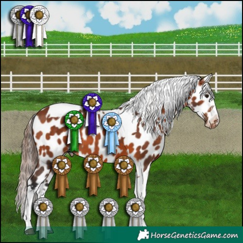 Horse Color:Bay Tobiano Near Leopard 