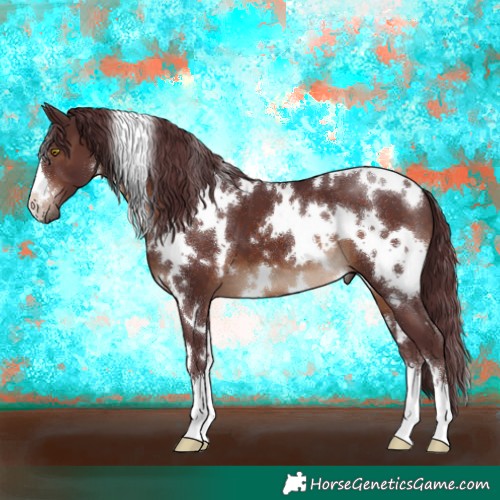 Horse Color:White Spotted Chocolate Brown 