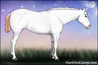 Horse Color:Brown Roan Appaloosa 
