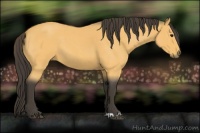 Horse Color:Buckskin Roan 