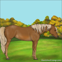 Horse Color:Chocolate Palomino 