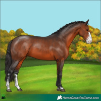 Horse Color:Brown Sabino 
